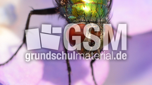 Schmeißfliege (19).jpg